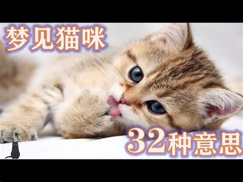 貓代表號碼|夢見各種夢所代表的樂透數字（動物篇），周公解夢大全查詢